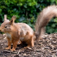 Red Squirrel